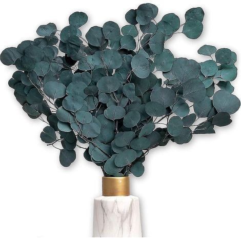 Fleurs séchées éternelles Eucalyptus séché pour décoration de fleurs séchées Fleurs séchées et fleurs séchées Eucalyptus (1/5)
