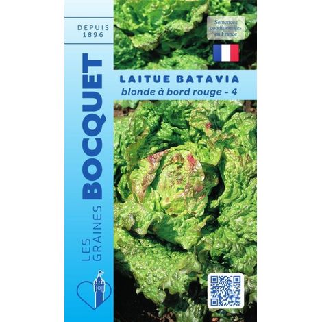 Laitue batavia blonde à bords rouge-4 - 4g