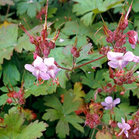 4 x Géranium vivace rhizomateux 'Ingwersen's Variety' - godet (1/4)