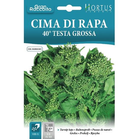 Cima di rapa 40 testa grossa - schnellwüchsige Sorte für den heimischen Garten