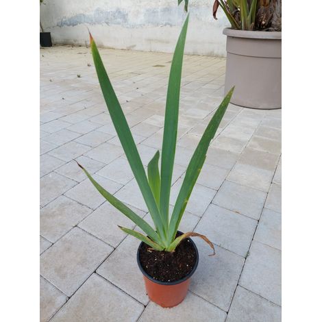 Iris Germanica