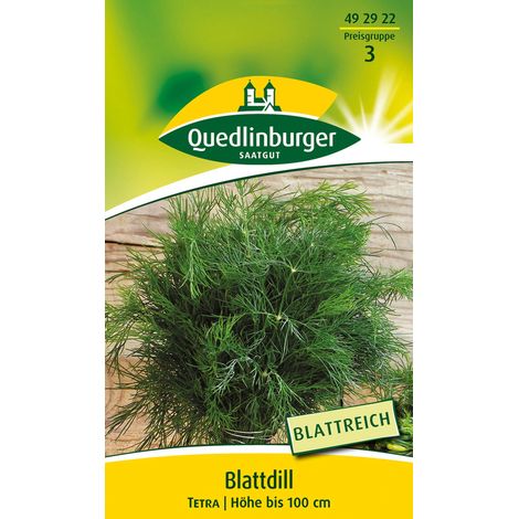 Quedlinburger Saatgut – Aneth à feuilles « Tetra » – Graines d'herbes aromatiques, annuel, très feuillu, hauteur env. 100 cm (1/2)