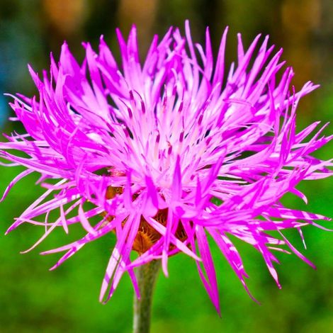 3 Centaurées 'Pulcherrima' (Centaurea)
