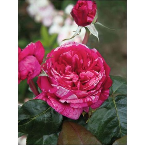 Rosier Thé moderne 'Crazy Fashion®' Pot de 4L/5L (1/3)