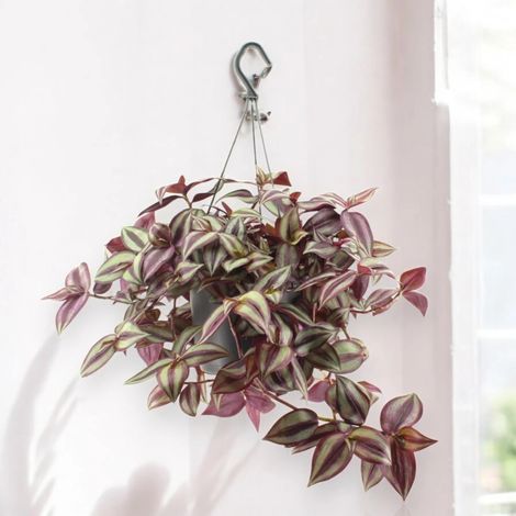 Gardenaria Tradescantia zebrina Violet - Pianta da interno ornamentale - Altezza: 25 cm (vaso 17) (1/5)