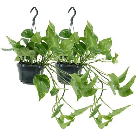 Lot de 2 Epipremnum Aureum Plantes d’Intérieur Retombantes ou Grimpantes Pot 15 cm Hauteur 25 cm - PANGIVO (1/5)