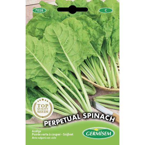 graines Poirée verte à couper PERPETUAL SPINACH