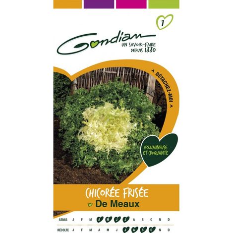 Gondian - Chicorée Frisée De Meaux (1/3)