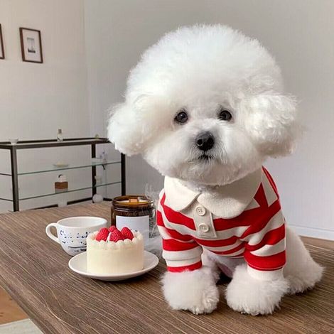 Chemise rayée pour chien, à la mode, mignonne, respirante, confortable, vêtements pour animaux de compagnie, pour petits chiens et chats, rouge XS (1/5)