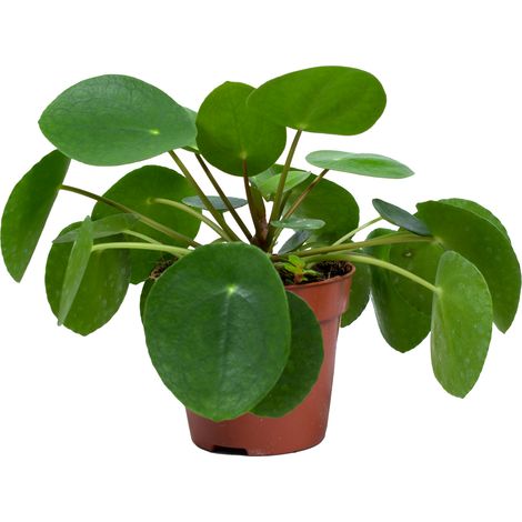 Bloomique - Pilea Peperomioides - Plante à monnaie chinoise - Plantes d’intérieur - Dépolluante - Sans danger pour les animaux - Hauteur 15-20 cm - Pot 12 cm
