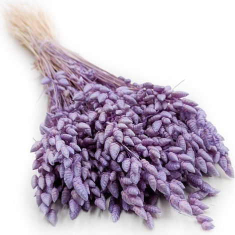 Planta temblorosa seca - (Briza Maxima) - Lavanda