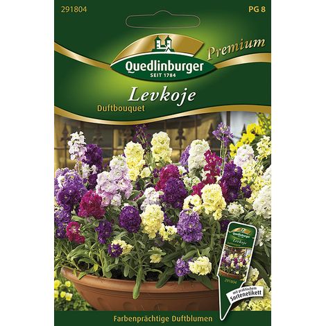Quedlinburger Saatgut – Giroflée « Duftbouquet » – Graines de fleurs, mélange parfumé, hauteur env. 25 cm