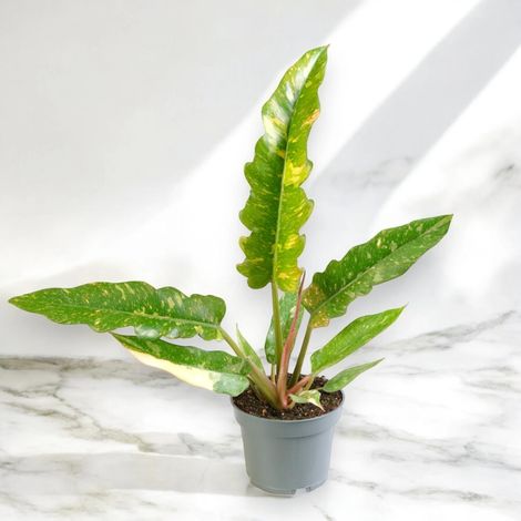Gardenaria Philodendron ring of Fire - Pianta da interno ornamentale - Altezza: 40 cm (vaso 12) (1/5)