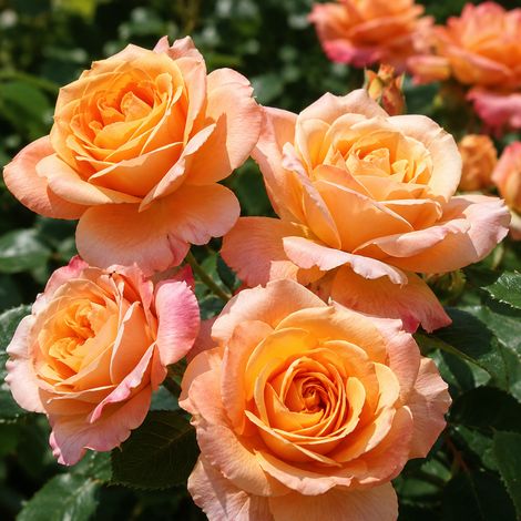 Gardenaria Rosa 'Villa cotta' - Rosa da giardino - Altezza: 35/45 cm (vaso22) (1/3)