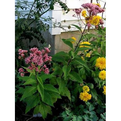 Eupatoire maculée 'Purple Bush' Godet de 8/9 cm (1/2)