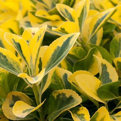 Troène doré - Ligustrum ovalifolium Aureum 100 cm Pot 7,5L (1/4)
