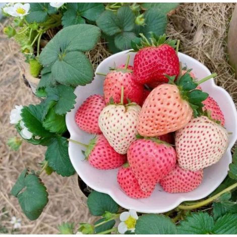 Fraise Blanche Crème 200 pcs – Fruits Doux – Jardin