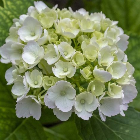Hortensia Blanc, Hydrangea macrophylla/Pot de 3L - 20/40 cm (1/4)