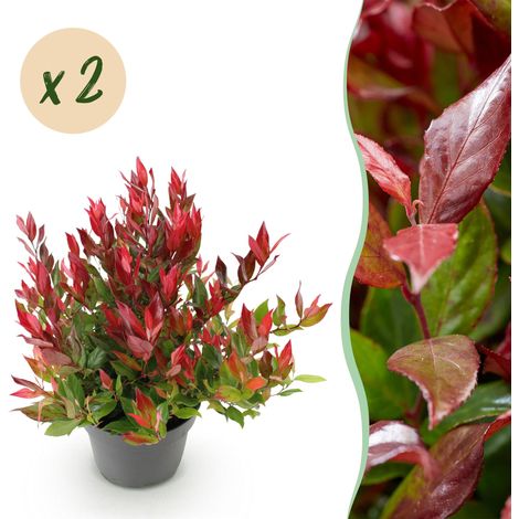 Leucothoe Little Flame Arbuste Persistant Feuillage Rouge et Orange Lot de 2 Plantes H40 cm - PANGIVO (1/5)