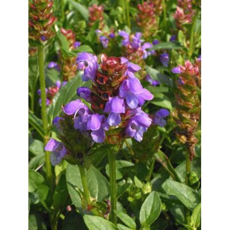 Brunelle, Prunelle Sachet de 0.5g (1/2)