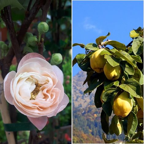 Planta de Chaenomeles O Membrillo Japon�s Rosa. Altura 40 - 50 Cm