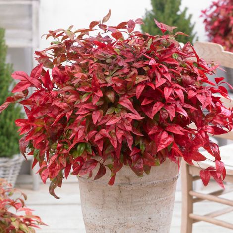 Bambou sacré Blush Pink® 'Aka', Nandina/Pot de 3L - 20/40 cm (1/5)