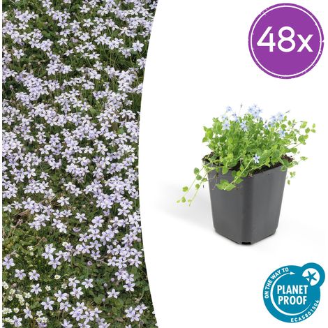 Isotoma fluviatilis Lot de 48 Plantes Couvre-sol Fleurs Bleues en Étoile Pot Ø9cm - PANGIVO (1/5)