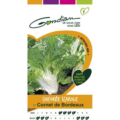 Gondian - Chicorée Scarole Cornet de Bordeaux (1/3)