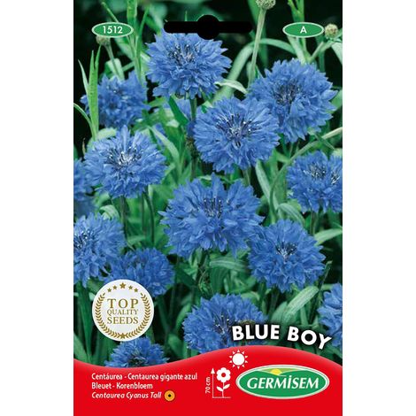 Graines Bleuet BLUE BOY (1/2)
