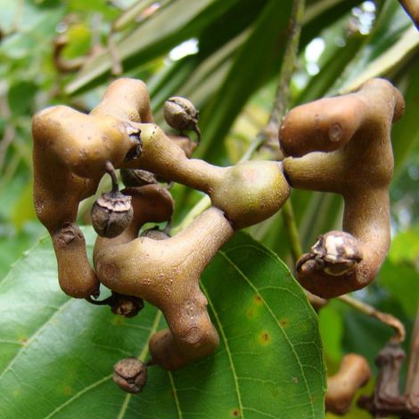 Pianta di Hovenia Dulcis Albero dell' Uva Passa vaso 18cm h 150cm