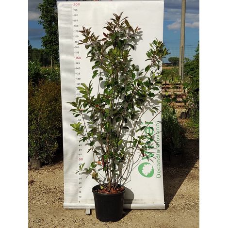 PIANTA DI PHOTINIA IN VASO 30 CM ALTEZZA 180/190 CM (foto reale) per siepe