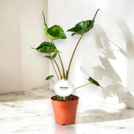 Gardenaria Alocasia stingray - Pianta da interno ornamentale - Altezza: 25 cm (vaso 12) (1/5)
