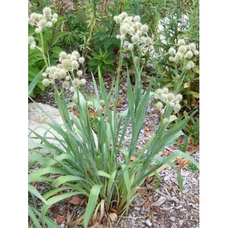 Eryngium à feuilles de Yucca Godet de 8/9 cm (1/3)