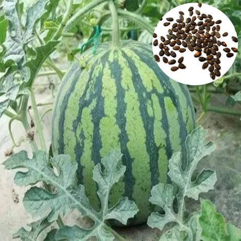 1 000 graines de pastèque – Variété sucrée pour culture en plein air – Idéal pour potager, jardin familial (1/4)