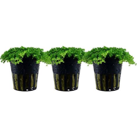 Aquarium Pflanze 3 Stück Hemianthus callitrichoides Wasserpflanze Nr.048B Set
