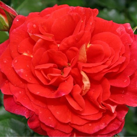 2 x Rosa - Kordes Rose des fées - Rosa 'Gebrüder Grimm'® (1/4)