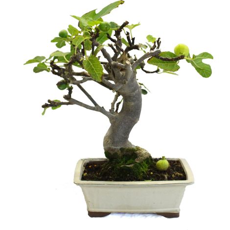 Bonsai Ficus Carica - Bonsai di Fico Comune - H 40-45 cm Vaso Ø 27 cm (1/4)