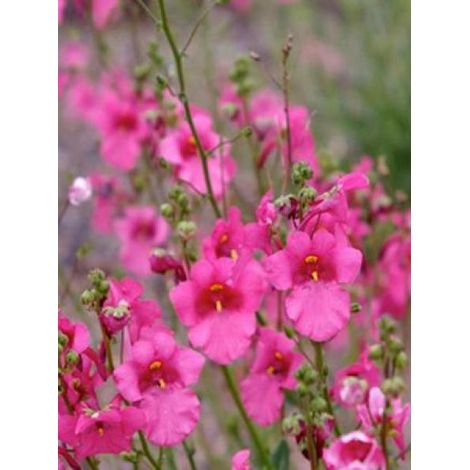 Diascia  'Ruby Field' Godet de 8/9 cm (1/3)
