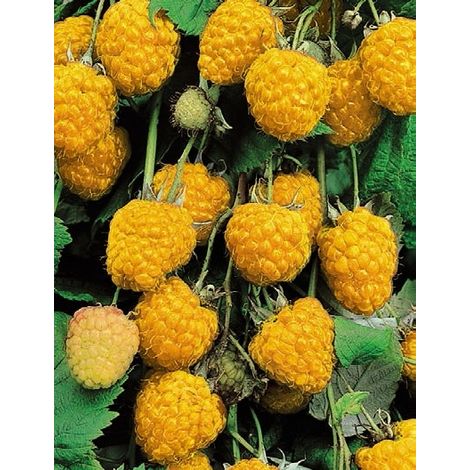 Lampone Malling Promise Giallo (Pianta di 3 anni)