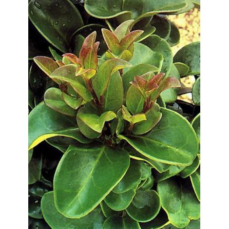 Troène du Japon 'Rotundifolium' Pot de 2L/3L