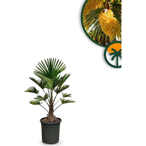 Palmier trachycarpus Wagnerianus - Palmier chinois éventail - 90 (1/2)