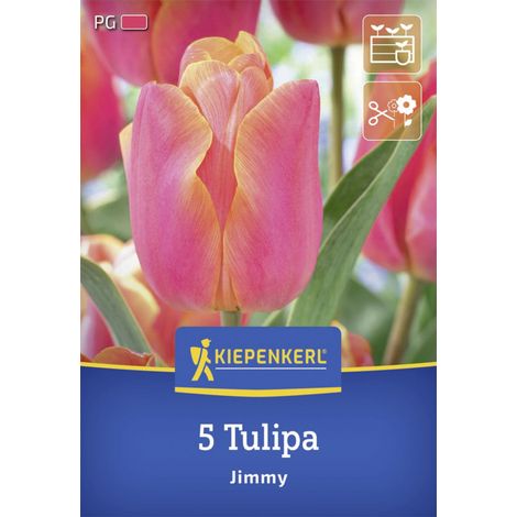 Kiepenkerl Herbstblumenzwiebel Triumph-Tulpe Jimmy 5 Stück (1/2)