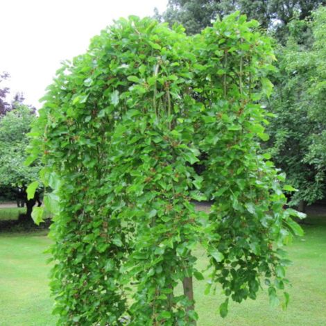 Mûrier blanc pleureur, Morus/Pot de 30L - Tige 8/10