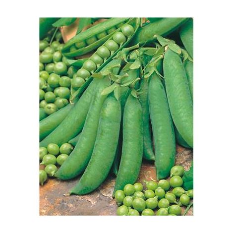 POIS EXZELLENZ - 150 G