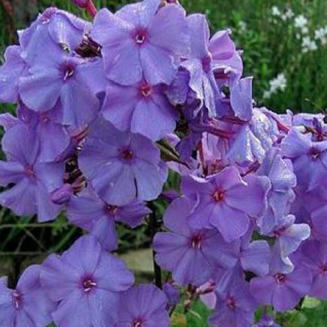 4 x Phlox paniculé  - Phlox paniculata 'Amethyst'  - godet 9x9