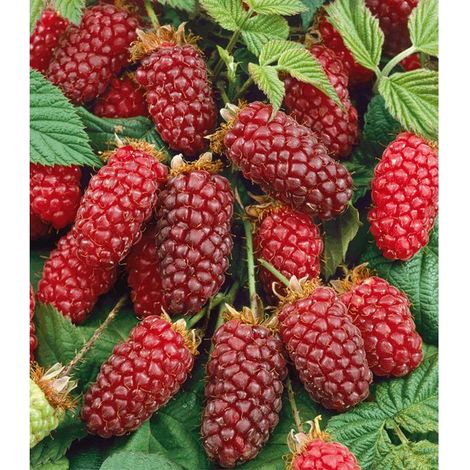 RUBUS TAYBERRY (1 PIANTA)
