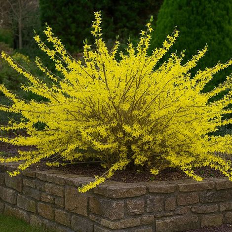 Forsythia 'Marée d'or' (Forsythia x intermedia 'Marée D'Or')