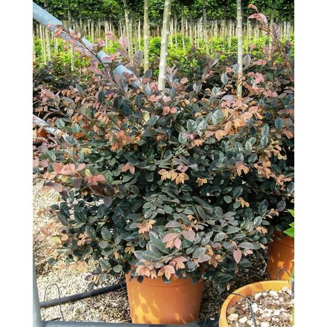 Gardenaria Loropetalum chinense 'Fire Dance' - Arbusto ornamentale da giardino - Altezza: 40/50 cm (vaso19)