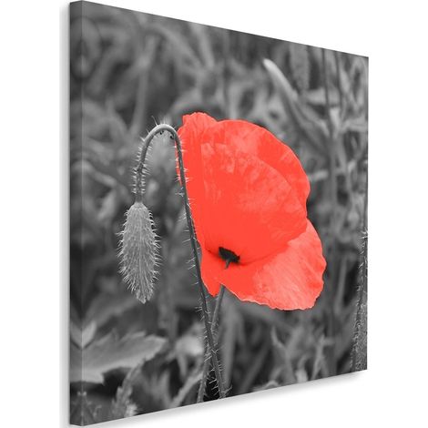 Tableau sur toile Coquelicot rouge dans le champ 40x40 (1/5)