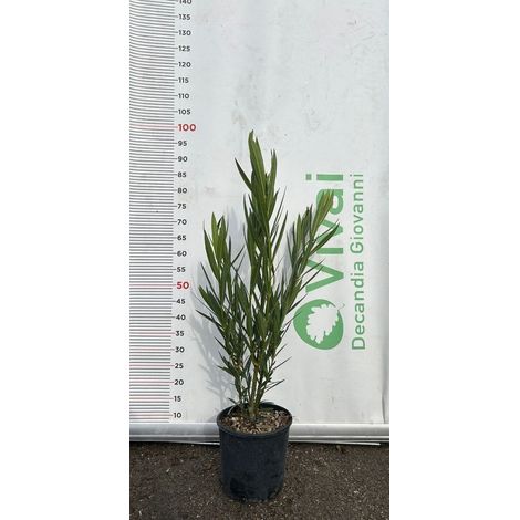 50 Piante di Oleandro V18 H 80/100 cm – Nerium Oleander – Sempreverde Fiorito
